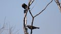 Brown-=headed Cowbird High Island_2010_04_24_3885